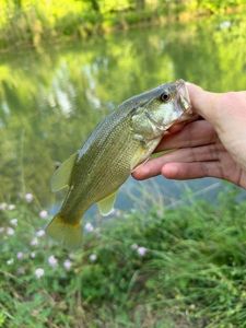 Largemouth Bass