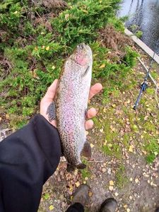 Rainbow Trout