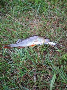 European Perch