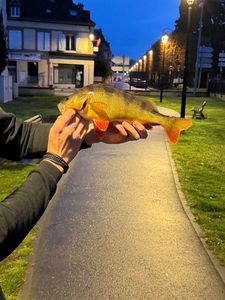 European Perch