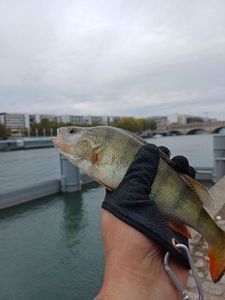 European Perch