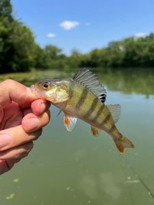 European Perch