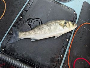 European Bass (Seabass)