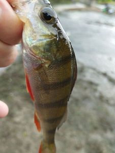 European Perch