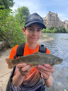 Brown Trout