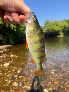 European Perch