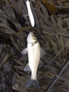 European Bass (Seabass)