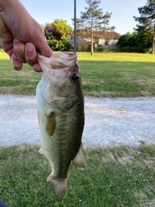 Smallmouth Bass