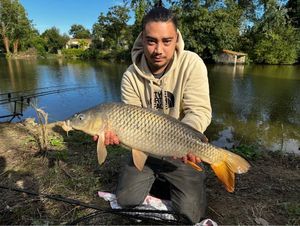 Common Carp