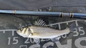 European Bass (Seabass)