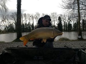 Mirror Carp