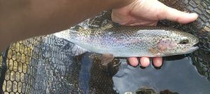 Rainbow Trout