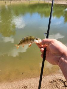 European Perch