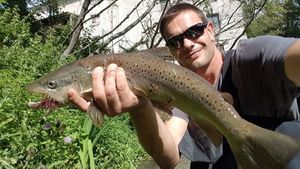 Brown Trout