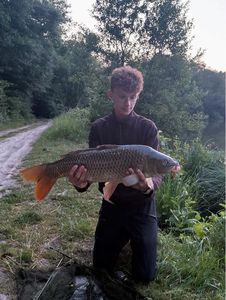 Common Carp