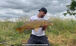 Common Carp