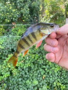 European Perch