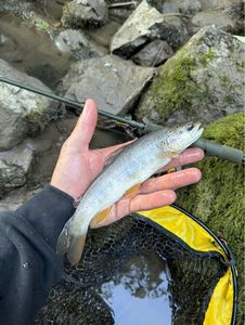 Brown Trout