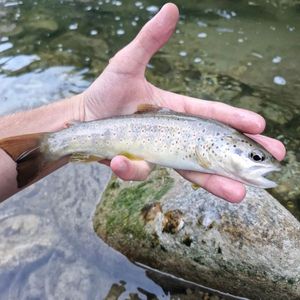 Brown Trout