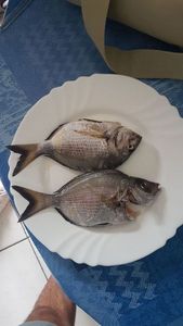 Common Two-banded Seabream