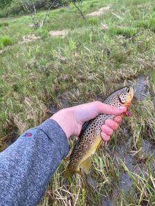 Brown Trout