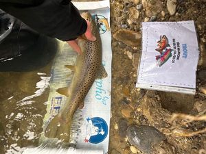 Brown Trout