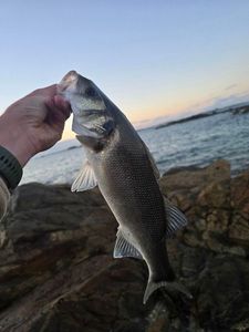 European Bass (Seabass)