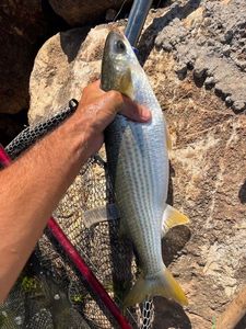 Flathead Grey Mullet