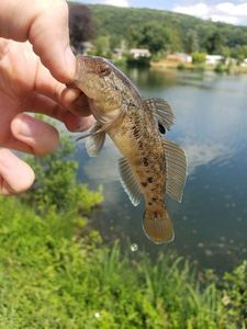 Round Goby