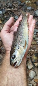 Brown Trout