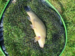 Tench