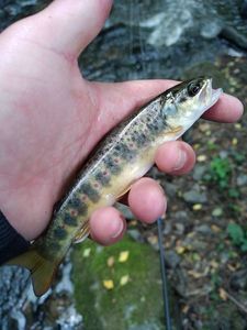 Brown Trout