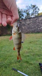 European Perch