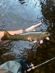 Brown Trout