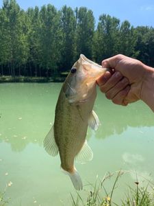 Largemouth Bass