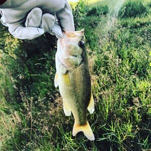Largemouth Bass