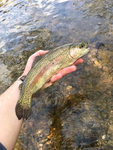 Rainbow Trout