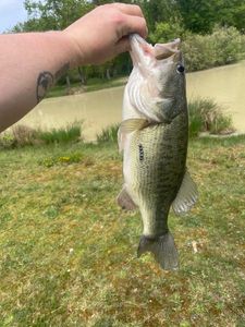Largemouth Bass