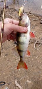 European Perch