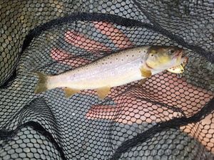 Brown Trout