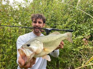 Largemouth Bass
