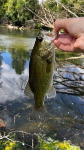 Smallmouth Bass