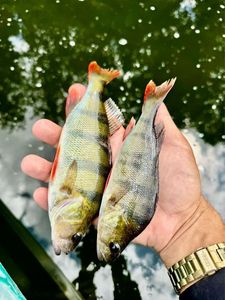 European Perch