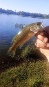 Largemouth Bass