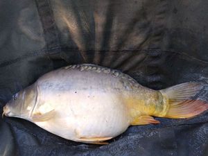Mirror Carp