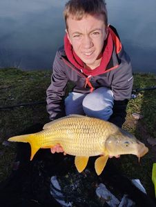 Common Carp