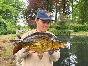 Common Carp
