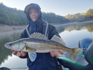 Zander