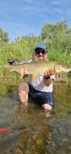Barbel