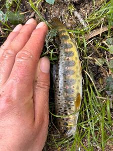 Brown Trout